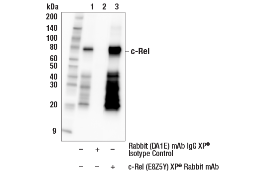 Immunoprecipitation Image 1: c-Rel (E8Z5Y) Rabbit Monoclonal Antibody