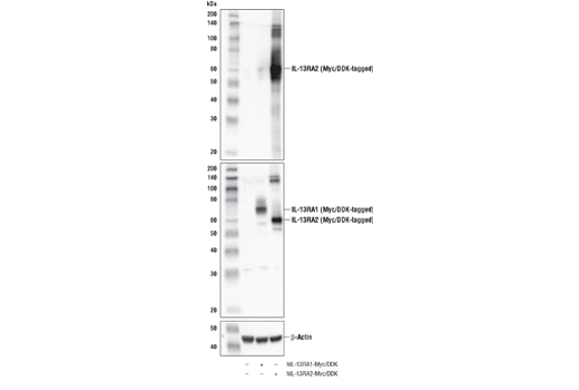 Western Blotting Image 2: IL-13RA2/CD213a2 (E7U7B) Rabbit Monoclonal Antibody (BSA and Azide Free)