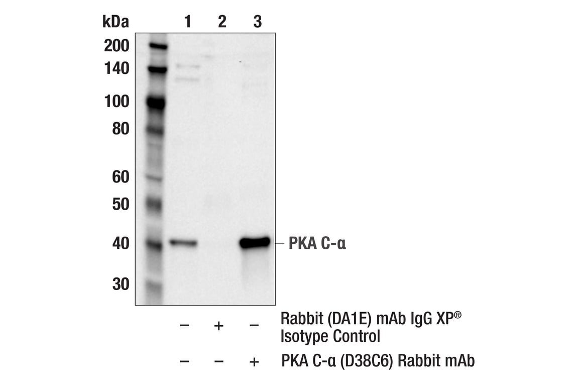 Immunoprecipitation Image 1: PKA C-alpha (D38C6) Rabbit Monoclonal Antibody