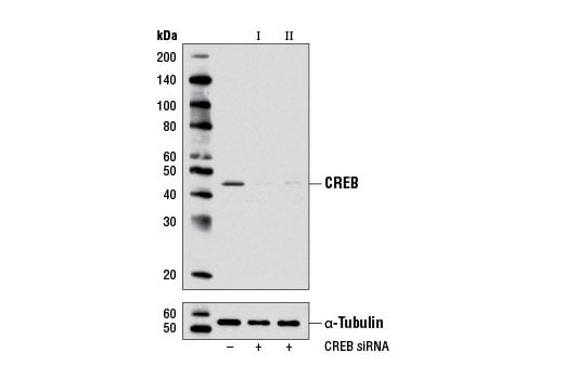 undefined Image 1: SignalSilence<sup>®</sup> CREB siRNA I (Mouse Specific)