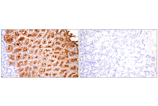 Immunohistochemistry Image 4: MUC5AC (E9V1O) Rabbit Monoclonal Antibody (BSA and Azide Free)