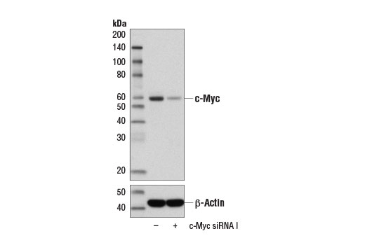 Western Blotting Image 4: c-Myc/N-Myc (D3N8F) Rabbit Monoclonal Antibody