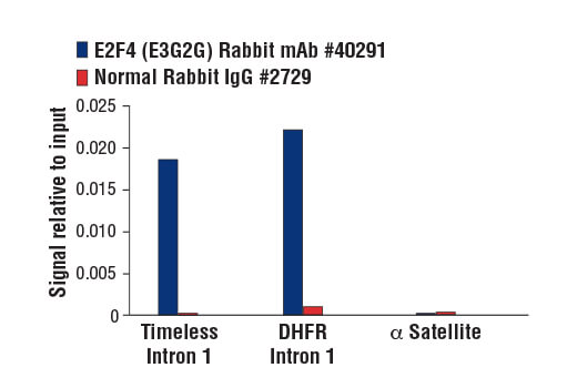Chromatin Immunoprecipitation Image 1: E2F4 (E3G2G) Rabbit Monoclonal Antibody
