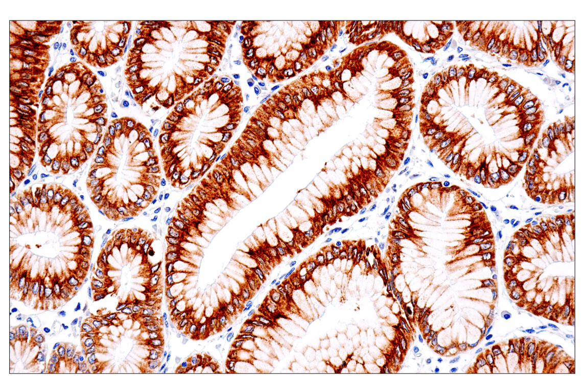 Immunohistochemistry Image 5: ENTPD5 (E5U3V) Rabbit Monoclonal Antibody