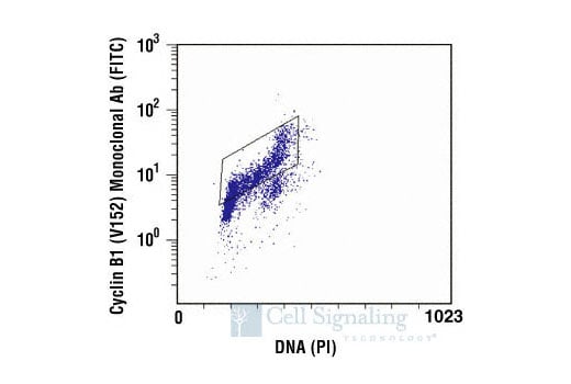 Flow Cytometry Image 1: Cyclin B1 (V152) Mouse Monoclonal Antibody