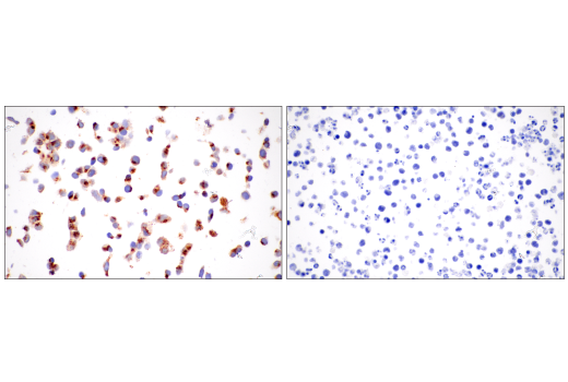 Immunohistochemistry Image 11: Furin (E2Y2F) Rabbit Monoclonal Antibody