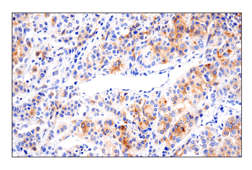 Immunohistochemistry Image 1: 4-1BBL/CD137L/TNFSF9 (E8W3P) Rabbit Monoclonal Antibody