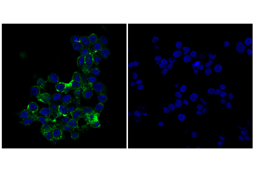 Immunofluorescence Image 1: OX40 (E9U7O) XP<sup>®</sup> Rabbit mAb