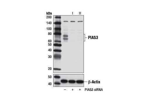 Western Blotting Image 1: PIAS3 (D5F9) XP<sup>®</sup> Rabbit mAb