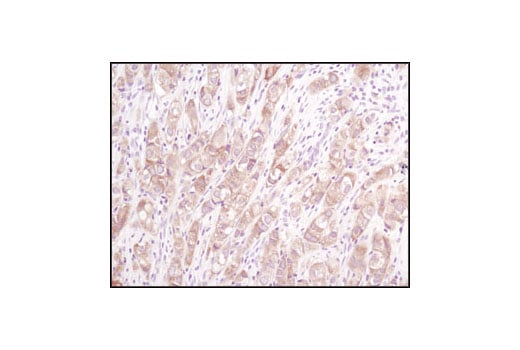 Immunohistochemistry Image 2: Acetyl-CoA Carboxylase (C83B10) Rabbit Monoclonal Antibody (BSA and Azide Free)