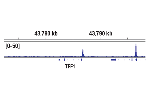 Chromatin Immunoprecipitation Image 1: Estrogen Receptor alpha (D8H8) Rabbit Monoclonal Antibody