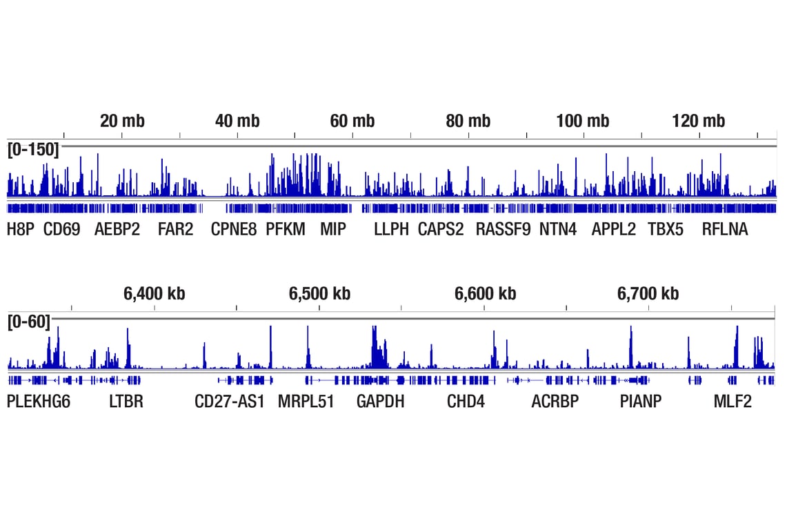 CUT & Tag Image 2: Acetyl-Histone H3 (Lys9) (C5B11) Rabbit Monoclonal Antibody