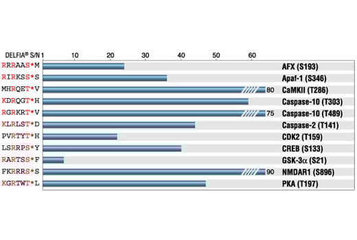 E Image 1: Phospho-(Ser/Thr) Akt Substrate Antibody