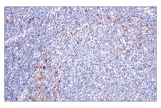 Immunohistochemistry Image 4: GITR (D5V7P) Rabbit Monoclonal Antibody