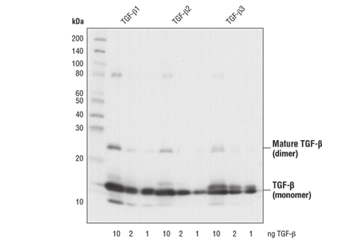 Western Blotting Image 2: TGF-beta Antibody