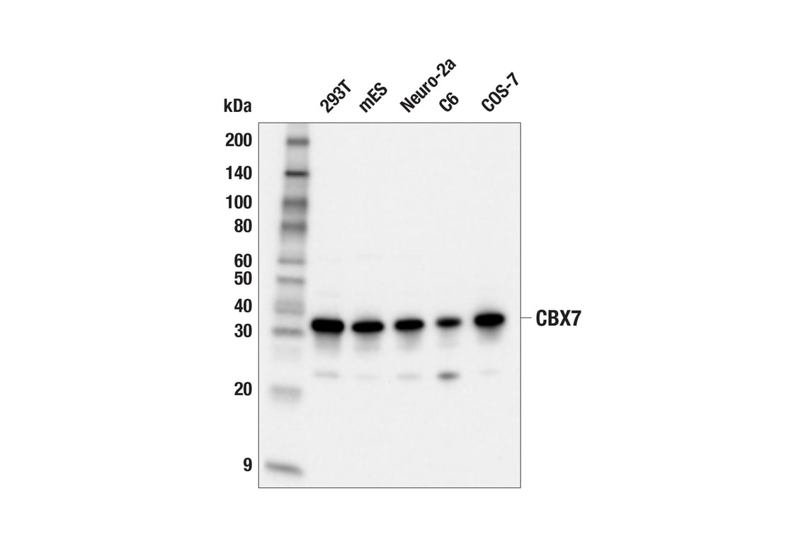 Western Blotting Image 2: CBX7 (E7N1W) Rabbit Monoclonal Antibody