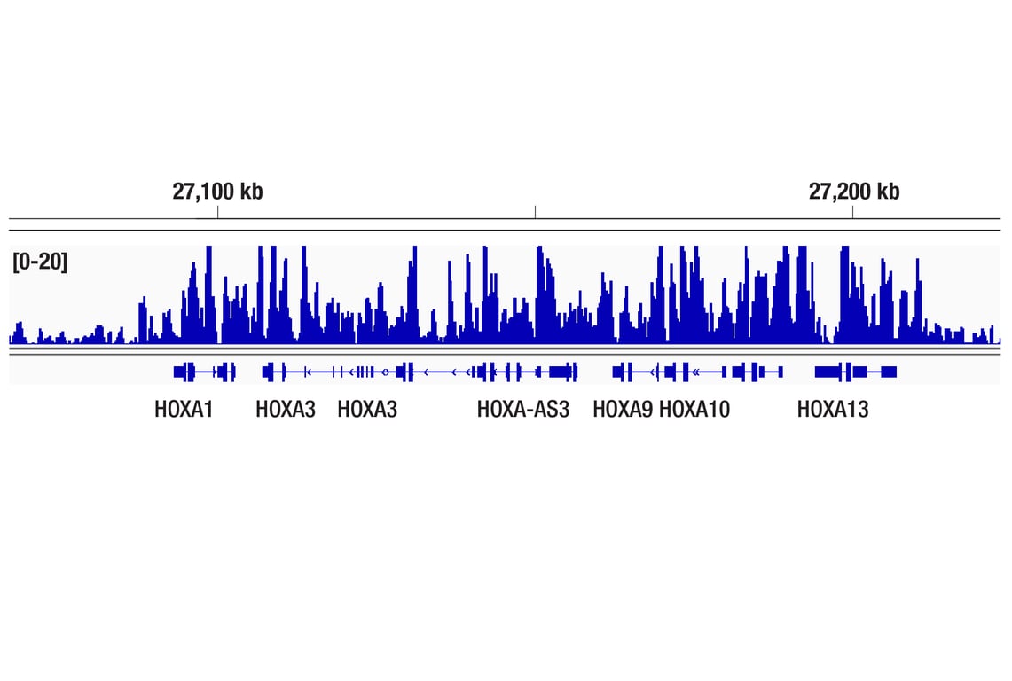 CUT & Tag Image 1: Tri-Methyl-Histone H3 (Lys27) (C36B11) Rabbit Monoclonal Antibody