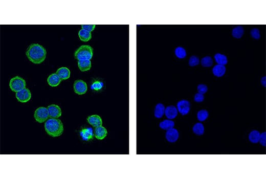 Immunofluorescence Image 2: Mouse (G3A1) Monoclonal Antibody IgG1 Isotype Control