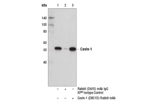 Immunoprecipitation Image 1: Cavin-1 (D8C1D) Rabbit Monoclonal Antibody