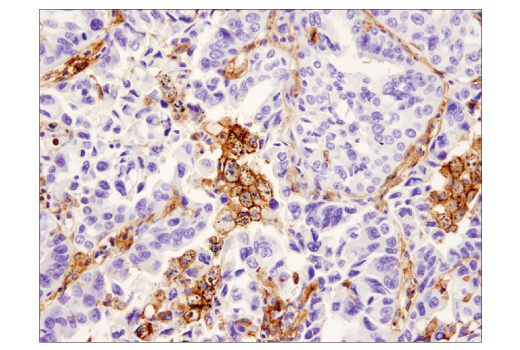 Immunohistochemistry Image 1: SIRPα/SHPS1 (D6I3M) Rabbit mAb (BSA and Azide Free)