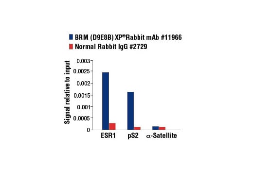 Chromatin Immunoprecipitation Image 1: BRM (D9E8B) XP<sup>®</sup> Rabbit mAb