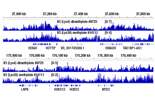 CUT & RUN Image 2: Mono-Methyl-Histone H3 (Lys36) (D9J1D) Rabbit Monoclonal Antibody