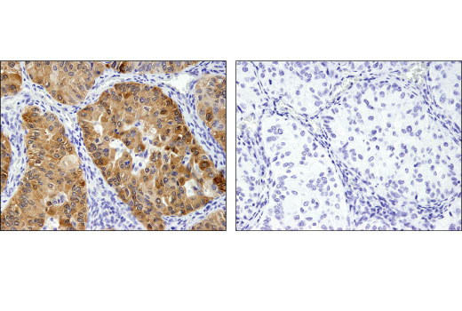 Immunohistochemistry Image 4: ARC (D7Q3G) Rabbit Monoclonal Antibody