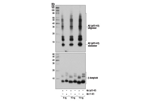 Western Blotting Image 2: beta-Amyloid (pE3 Peptide) (D5N5H) Rabbit Monoclonal Antibody (BSA and Azide Free)