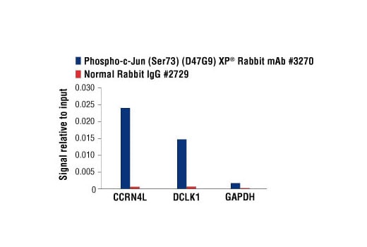 Chromatin Immunoprecipitation Image 3: Phospho-c-Jun (Ser73) (D47G9) Rabbit Monoclonal Antibody
