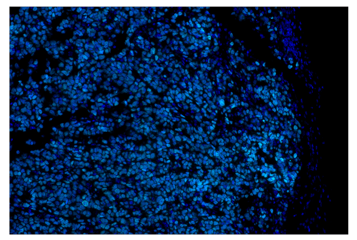 Immunohistochemistry Image 5: Olig2 (E6G6Q) & CO-0124-594 SignalStar<sup>™</sup> Oligo-Antibody Pair