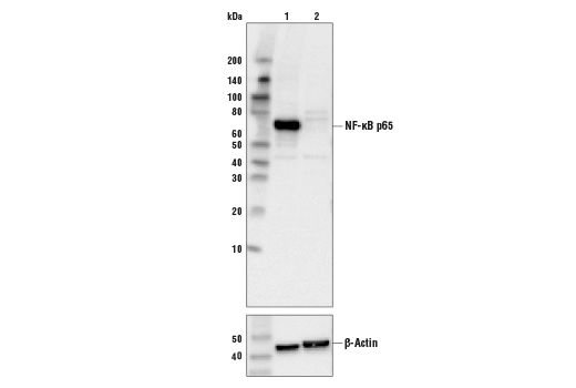 Western Blotting Image 2: NF-kappaB p65 (L8F6) Mouse Monoclonal Antibody (BSA and Azide Free)