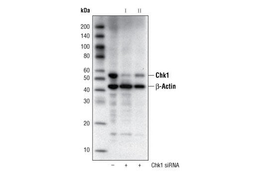 Western Blotting Image 2: Chk1 (2G1D5) Mouse mAb