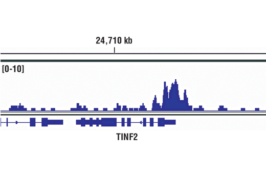Chromatin Immunoprecipitation Image 1: SP1 (D4C3) Rabbit Monoclonal Antibody