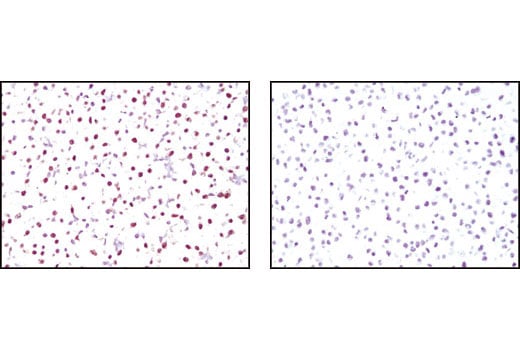 Immunohistochemistry Image 1: Oct-4A (C52G3) Rabbit Monoclonal Antibody