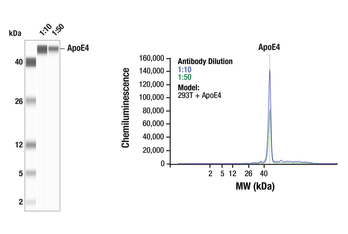 Western Blotting Image 1: ApoE4 (E5M4L) Rabbit Monoclonal Antibody