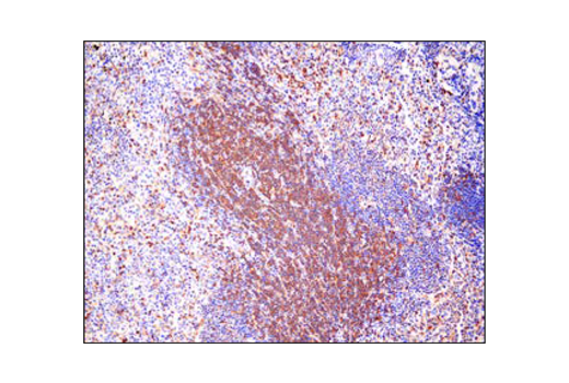 Immunohistochemistry Image 3: PLC gamma1 (D9H10) Rabbit Monoclonal Antibody (BSA and Azide Free)