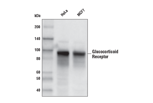 Western Blotting Image 1: Glucocorticoid Receptor (D6H2L) XP<sup>®</sup> Rabbit mAb (Biotinylated)