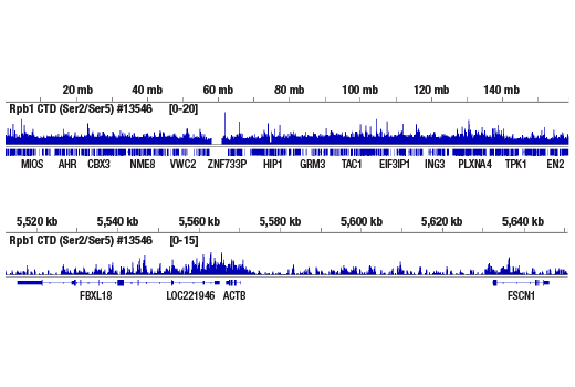 CUT & RUN Image 2: Phospho-Rpb1 CTD (Ser2/Ser5) (D1G3K) Rabbit Monoclonal Antibody