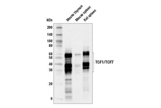 Western Blotting Image 2: TCF1/TCF7 (E6O1K) Rabbit Monoclonal Antibody (BSA and Azide Free)