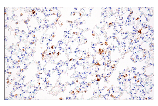Immunohistochemistry Image 6: Fc-gammaRIV (E8I7C) Rabbit Monoclonal Antibody