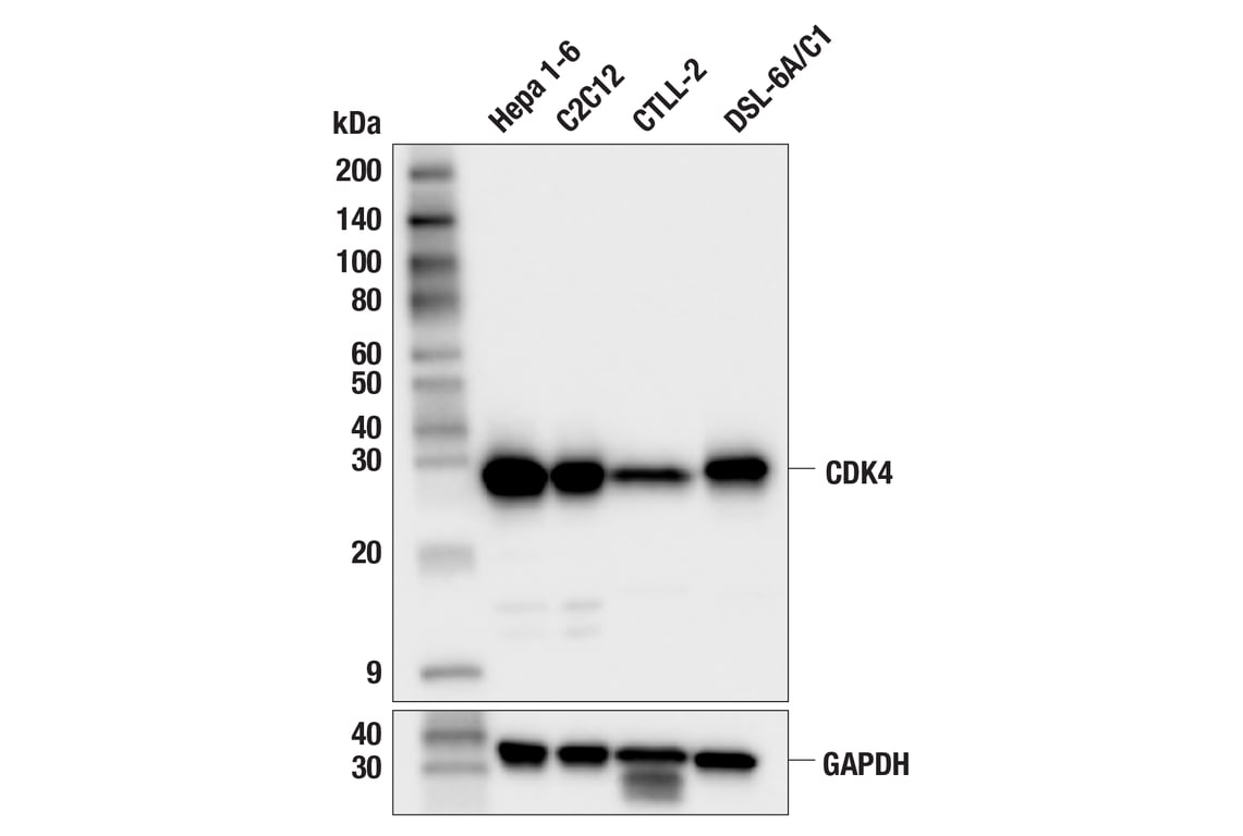 Western Blotting Image 1: CDK4 (F8L5F) Rabbit Monoclonal Antibody