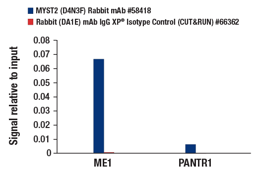 CUT & RUN Image 3: MYST2 (D4N3F) Rabbit mAb