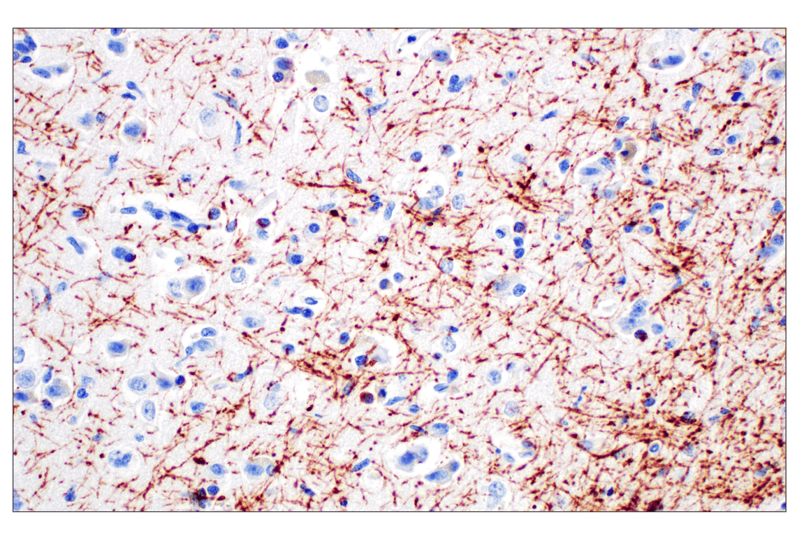 Immunohistochemistry Image 3: PLP1 (E9V1N) Rabbit Monoclonal Antibody