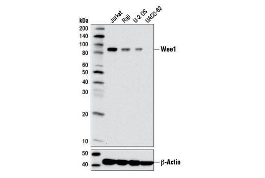 Western Blotting Image 2: Wee1 (D10D2) Rabbit Monoclonal Antibody