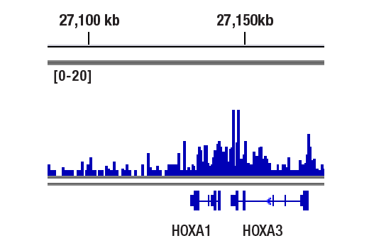 CUT & RUN Image 2: SMARCC2/BAF170 (D8O9V) Rabbit Monoclonal Antibody