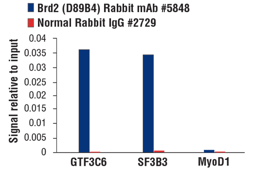 Chromatin Immunoprecipitation Image 3: Brd2 (D89B4) Rabbit Monoclonal Antibody