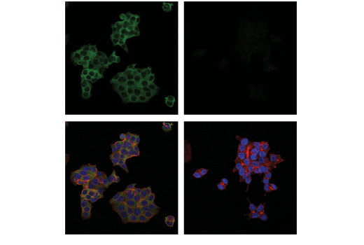 undefined Image 6: PhosphoPlus<sup>®</sup> PLC gamma2 (Tyr759) Antibody Duet