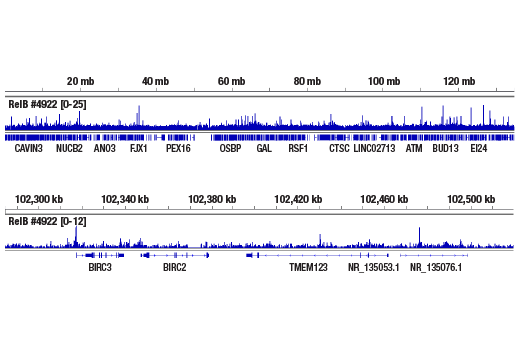 undefined Image 22: NF-kappaB Family Member Antibody Sampler Kit