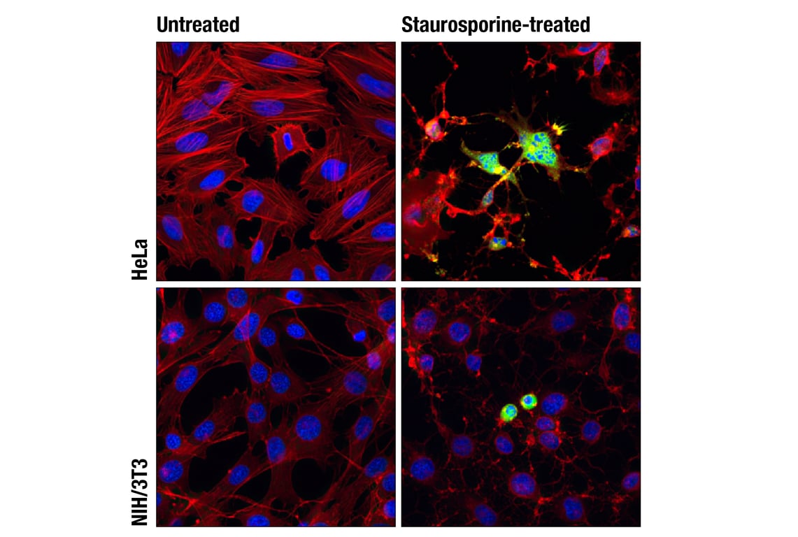 Immunofluorescence Image 1: Cleaved Caspase-3 (Asp175) (D3E9) Rabbit Monoclonal Antibody