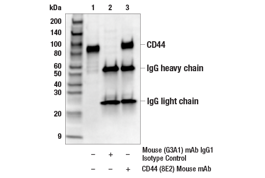 Immunoprecipitation Image 1: CD44 (8E2) Mouse Monoclonal Antibody